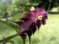 Melampyrum cristatum